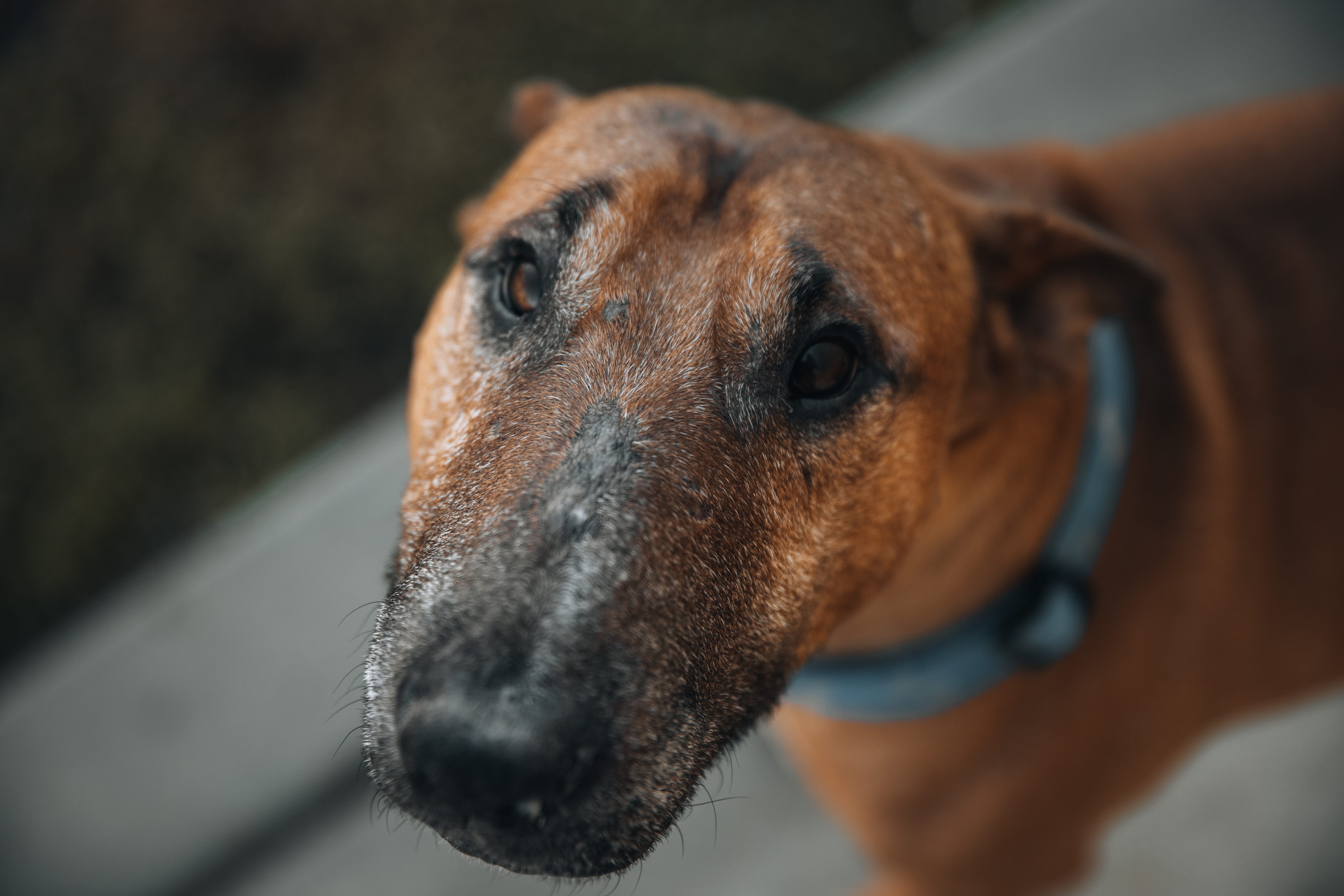 Bull Terrier portrait